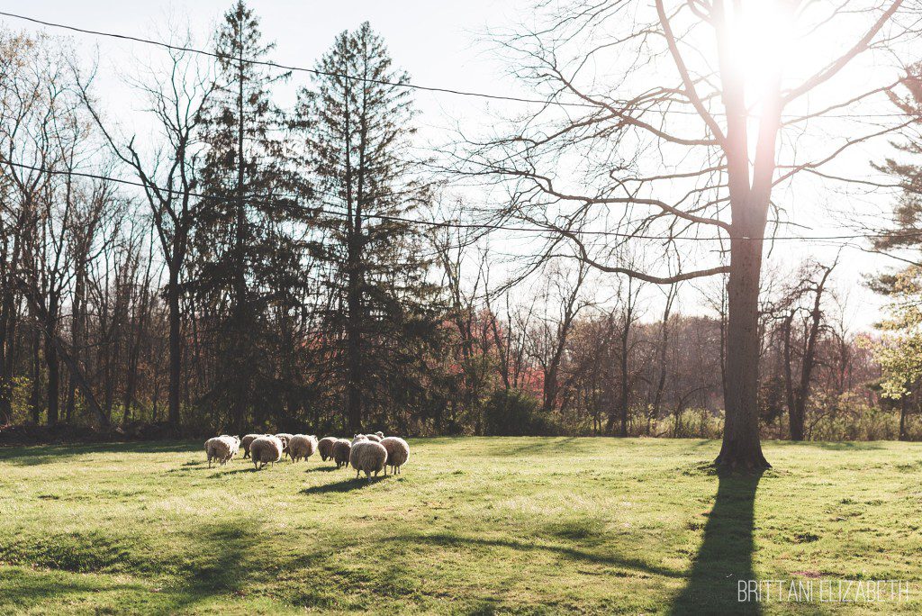 Ash-Mill-Farm-Engagement-0016