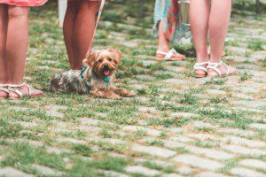 dog at wedding ceremony lauxmont farms cobblestone courtyard