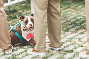 dog of honor at wedding ceremony pet idea