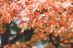 orange fall leaves foliage fall wedding